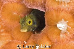 Secretary Blennie, D-300, 105VR, Bonaire by Larry Polster 